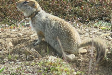 collared squirrel