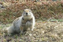 Collared squirrel