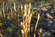 Equisetum