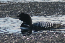 yelow billed loon