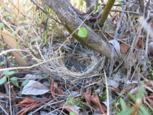 Sparrow nestling