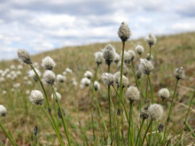 cottton grass