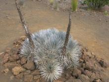 Silversword