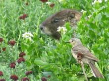 Marmot and Pipit