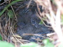 Pipit nest