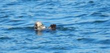 Sea Otter