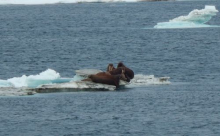 Walrus on ice