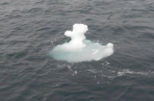 ice duck