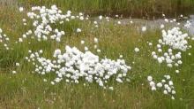 Cotton Grass