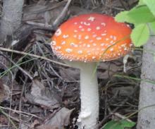 Mushroom