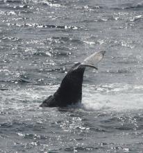 Gray Whale Tail