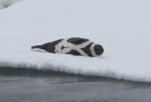 Ribbon Seal