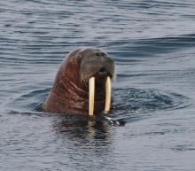 Male Walrus