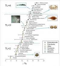 Trophic Levels