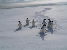 Adelie Penguins