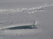 Seals on the Fast Ice