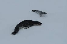 Leopard Seal and Pup