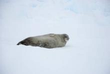 Weddell Seal