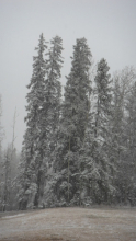 Snowy Trees