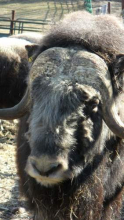 Musk Ox at LARS