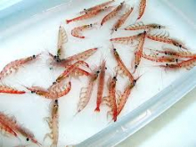 Krill