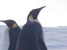 Emperor Penguins