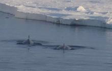 Minke Whales