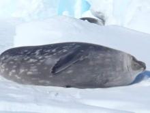 Weddell Seal