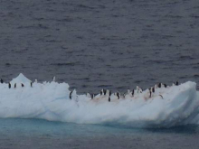 Chinstrap Penguins on an Ice Floe