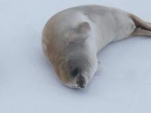 Crabeater Seal