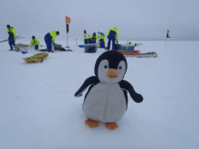 Pascy the Penguin Watching a Science Team