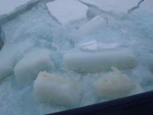 Brown Algae Under the Ice