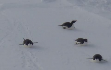 Adelie Penguins Toboggan on Their Bellies