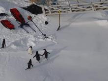 Adelie Penguins Near the Oden's Gangway