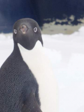 An Adelie Penguin