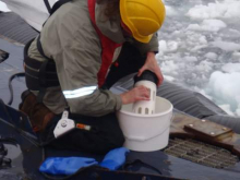 Collecting the Plankton