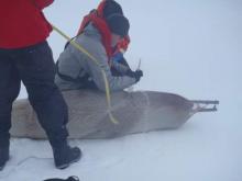 Sampling a Ross Seal