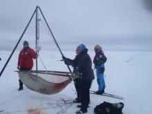 Weighing the Ross Seal