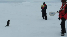 Adelie Penguin Watching Us Work