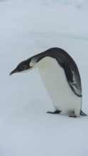 Juvenile Emperor Penguin