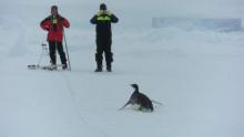 An Inquisitive Young Emperor Penguin