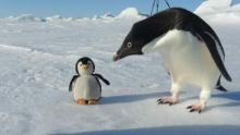 A Very Interested Penguin