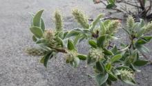 Salix glauca