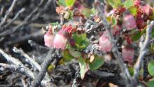 Vaccinium uliginosum flower