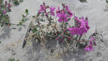 Niviarsiaq, Greenland's national flower