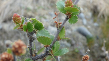 Betula nana