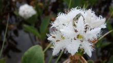 Bog bean flower