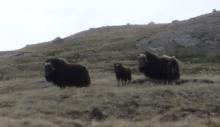 Musk oxen