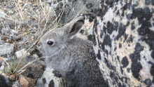 Juvenile Arctic hare