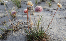 Northern thrift